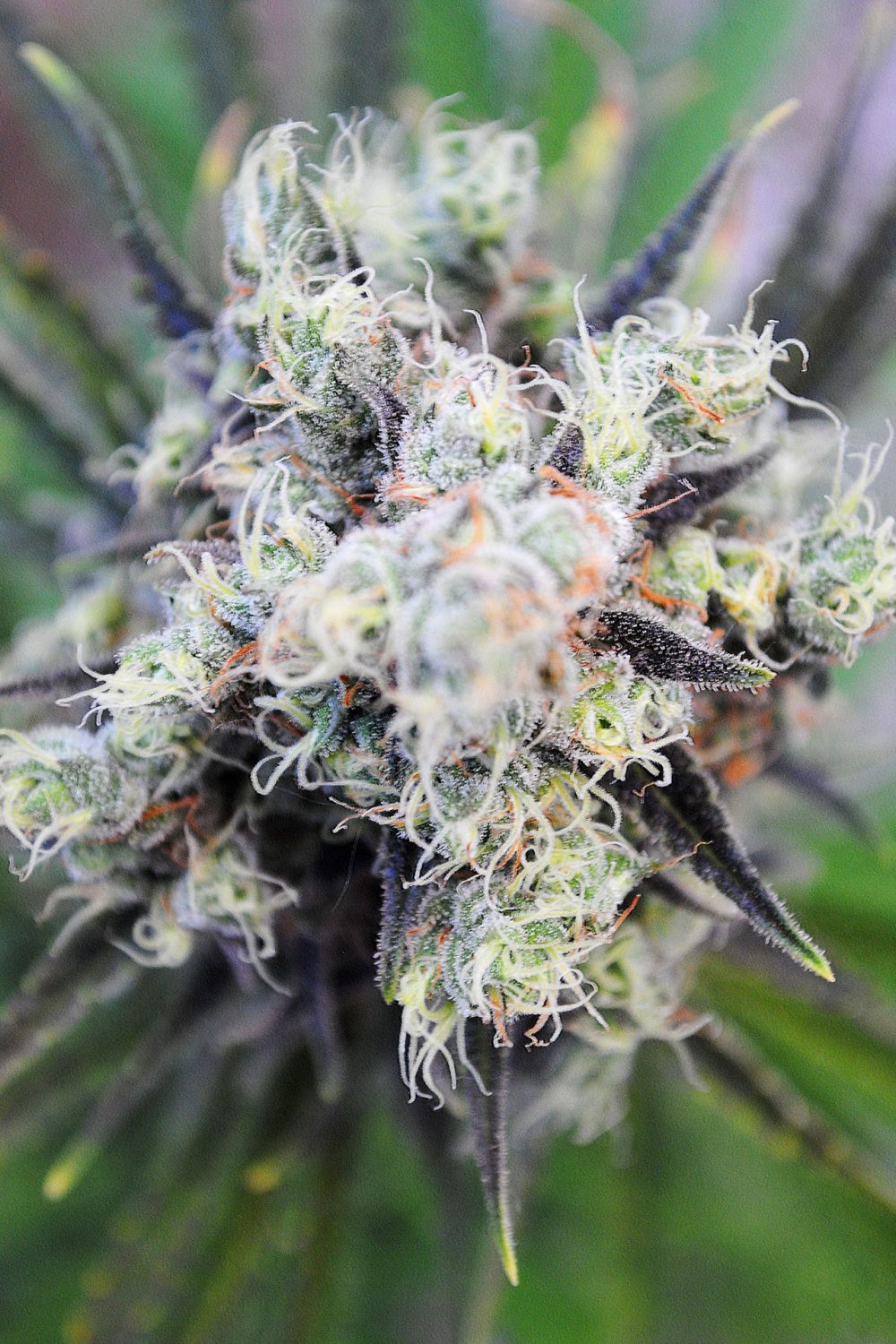 BABY BOOM AUTO [PACK X3+2 SEMILLAS] [KANNABIA SEEDS]