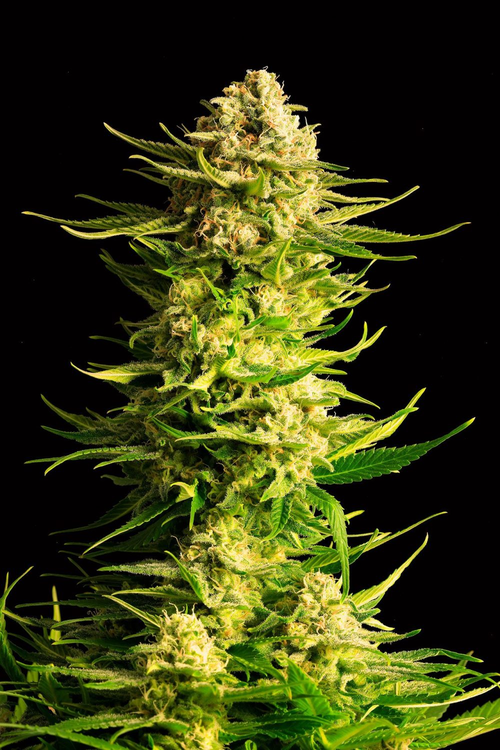 INDICA CREAM FOTOPE FEM [PACK X3+2 SEMILLAS] [KANNABIA SEEDS]