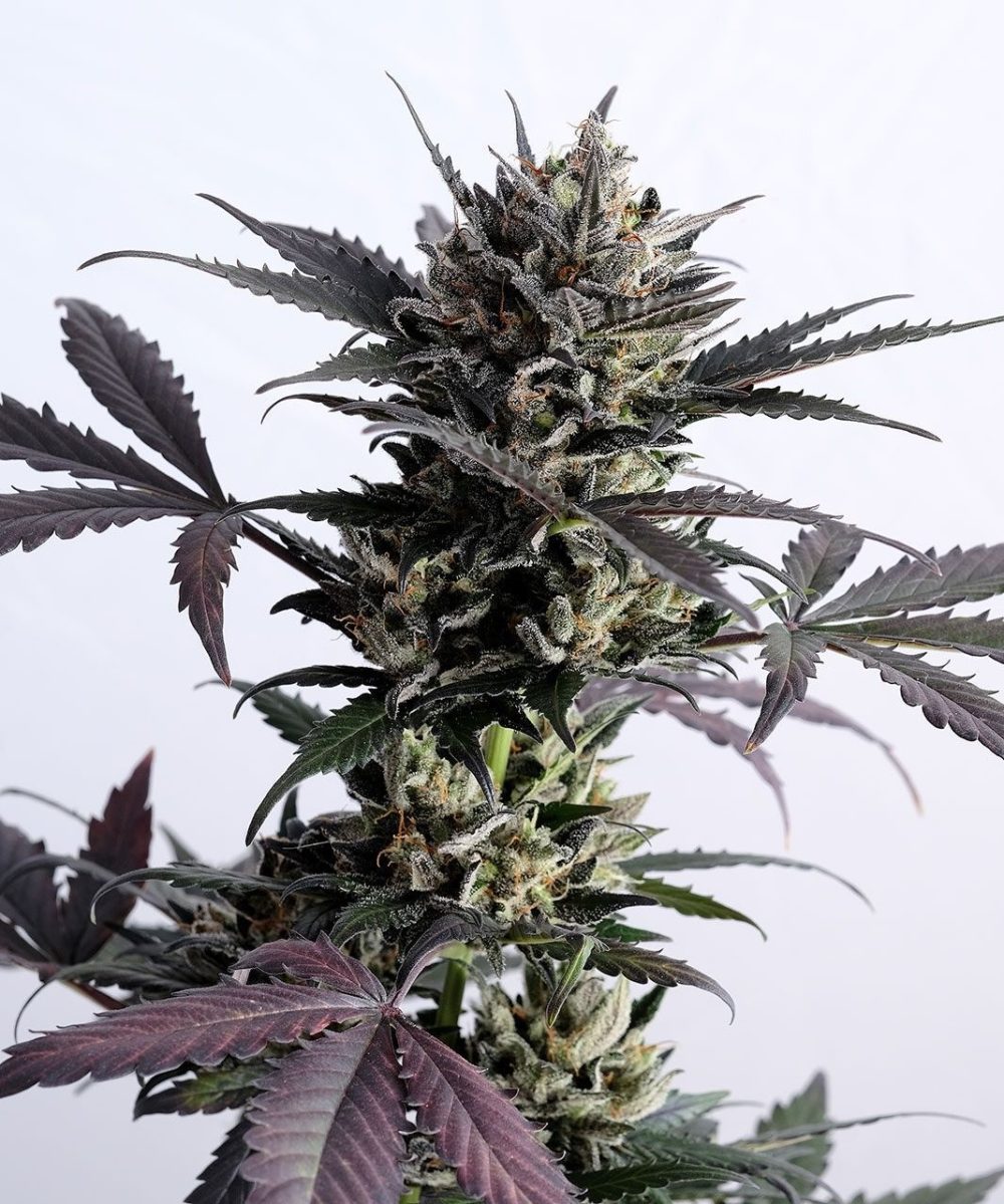 LEMON HAZE AUTO [PACK X3+2 SEMILLAS] [KANNABIA SEEDS]
