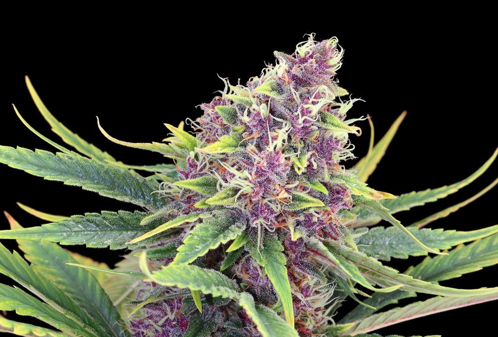 PURPLE KUSH FOTOPE FEM [PACK X3+2 SEMILLAS] [KANNABIA SEEDS]