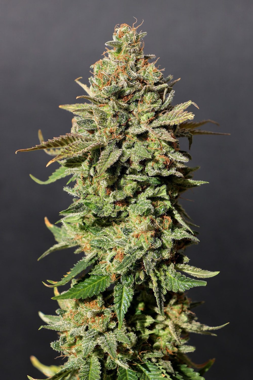RUSSIAN DOLL FOTOPE FEM [PACK X3+2 SEMILLAS] [KANNABIA SEEDS]