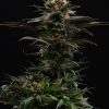 SATIVA DREAM FOTOPE FEM  [PACK X3+2 SEMILLAS] [KANNABIA SEEDS]