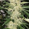 MALAMBO AUTO - ED. LIMITADA [PACK X3+1 SEMILLAS] [KANNABIA SEEDS]
