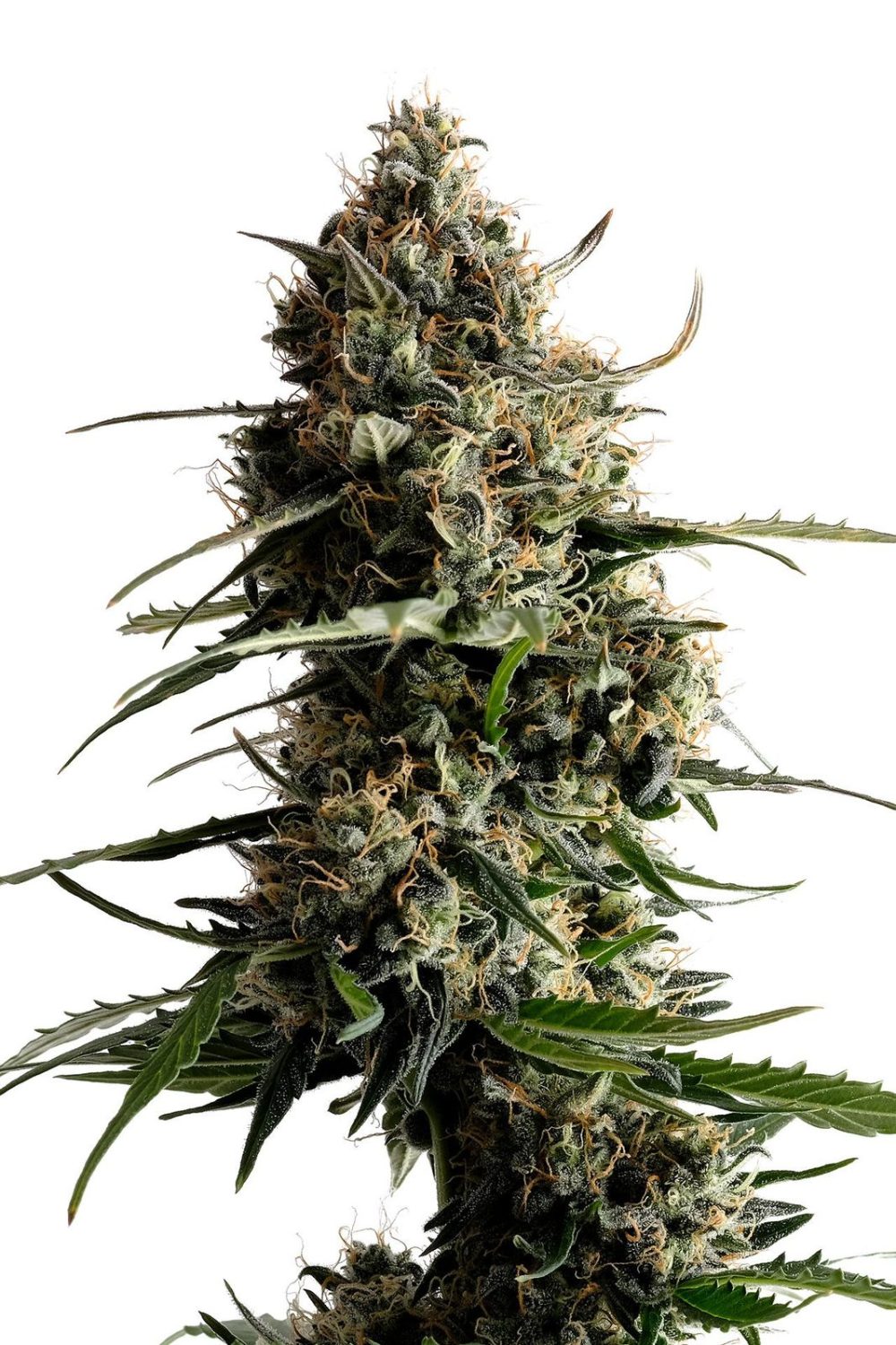 MILONGA AUTO - ED. LIMITADA [PACK X3+1 SEMILLAS] [KANNABIA SEEDS]