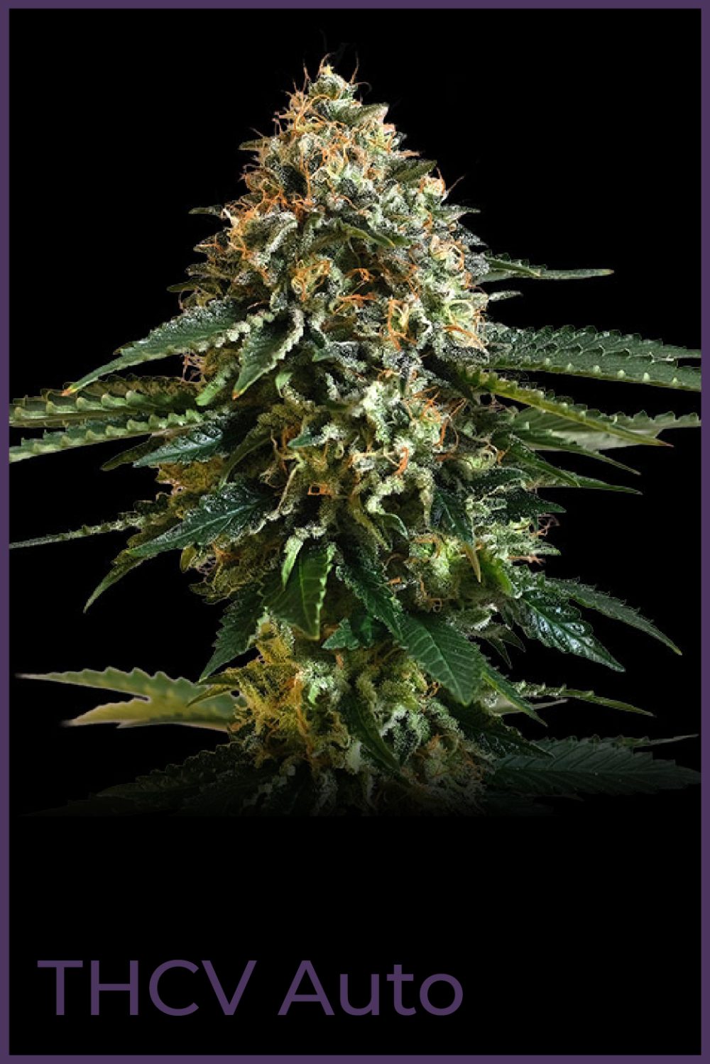 THCV AUTO