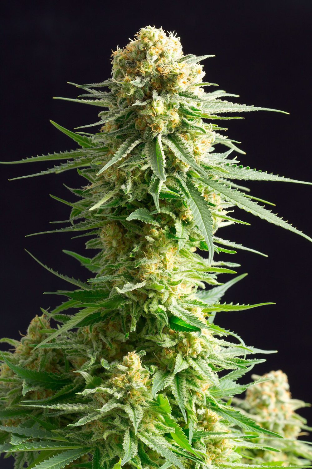 KRITIKAL K FOTOPE FEM [PACK X3+2 SEMILLAS] [KANNABIA SEEDS]