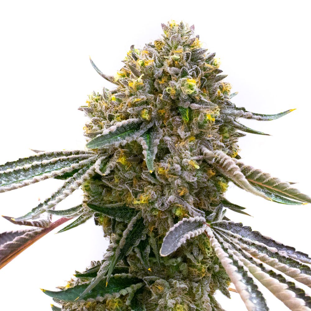 BORA 1.8T AUTO [PACK X4 SEMILLAS] [LOYALTY GENETICS]