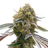 BORA 1.8T AUTO [PACK X4 SEMILLAS] [LOYALTY GENETICS]