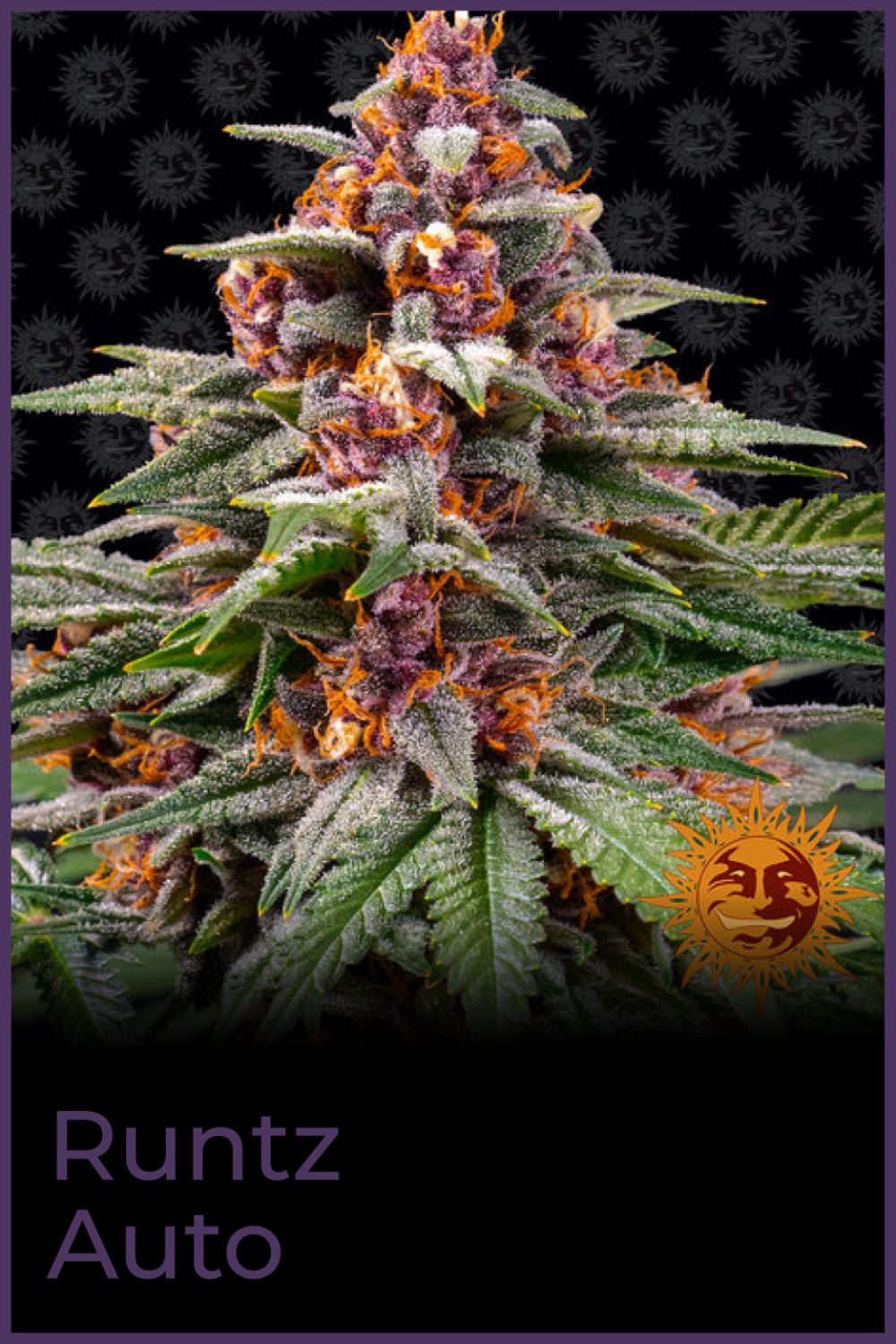 RUNTZ AUTO [PACK X3 SEMILLAS] [BARNEYS FARM]