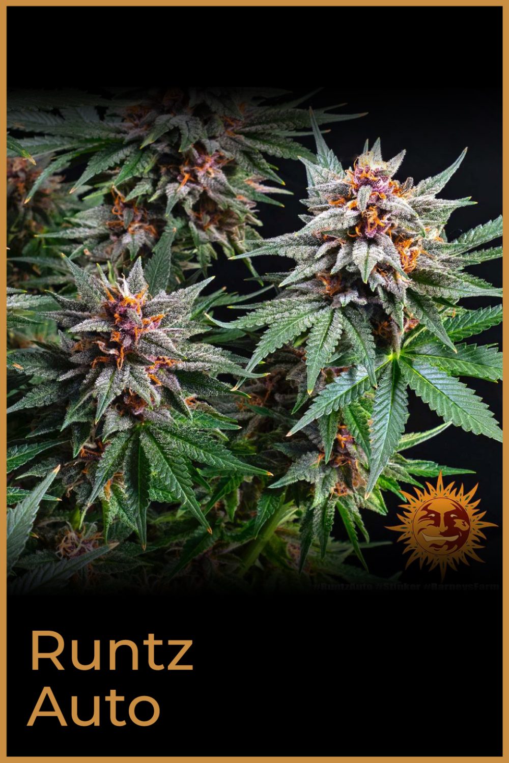 RUNTZ AUTO [PACK X3 SEMILLAS] [BARNEYS FARM] - Imagen 2