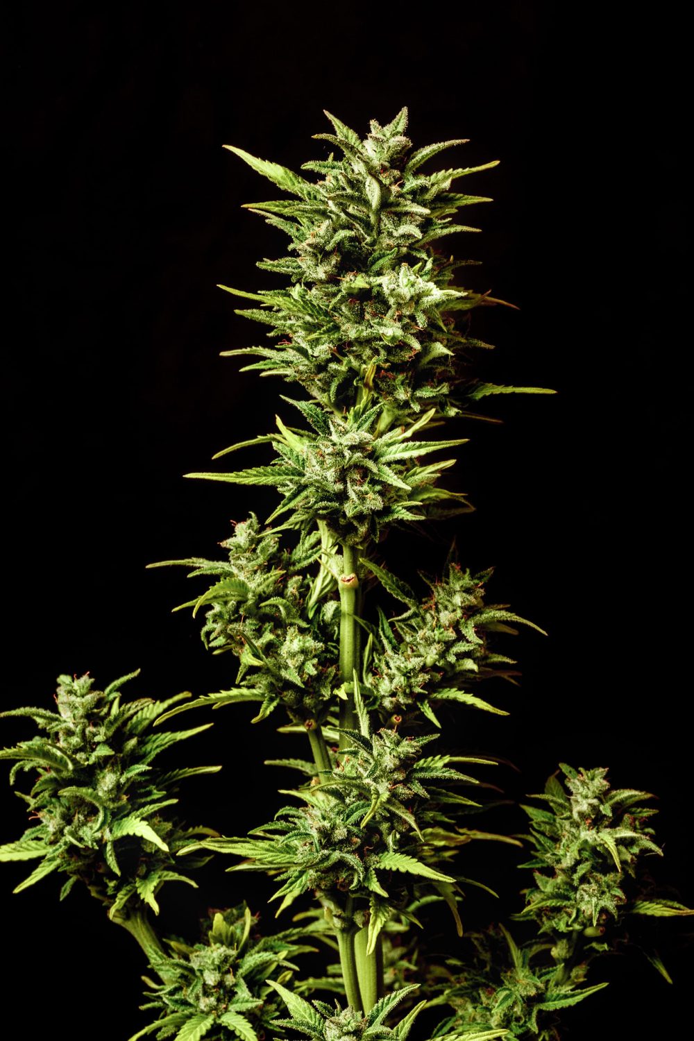 BREAK UP CAKE AUTO [PACK X3+2 SEMILLAS] [KANNABIA SEEDS]