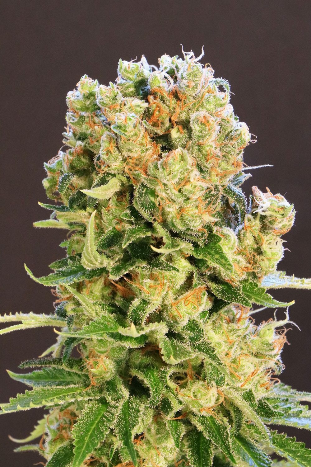 DIESEL GLUE FOTOPE FEM [PACK X3+2 SEMILLAS] [KANNABIA SEEDS]