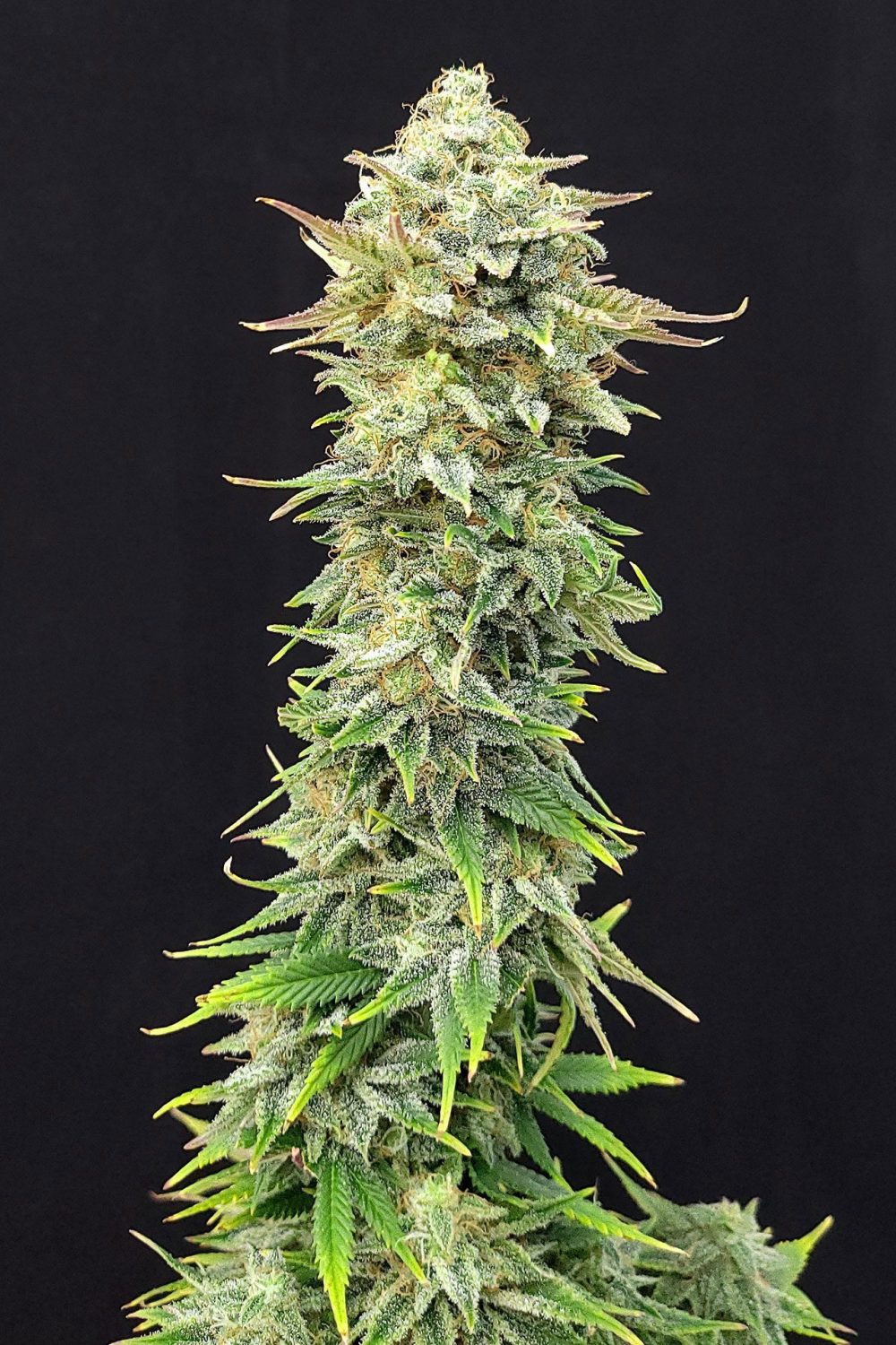 PINEAPPLE DREAM EDITION FOTOPE FEM [PACK X3+2 SEMILLAS] [KANNABIA SEEDS]