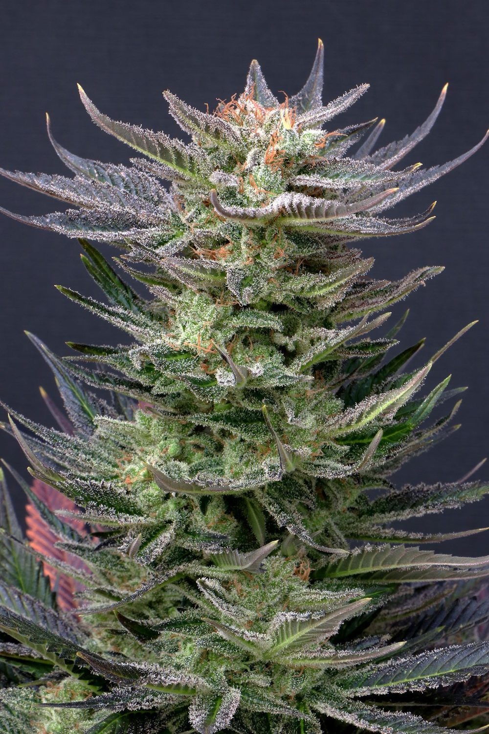 PURPLE DREAM AUTO EDITION [PACK X3+2 SEMILLAS] [KANNABIA SEEDS]