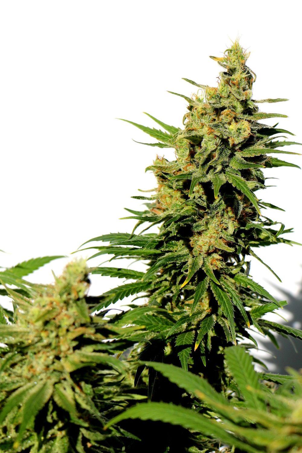 BCN Diesel CBD FOTOPE FEM [PACK X3+2 SEMILLAS] [KANNABIA SEEDS]