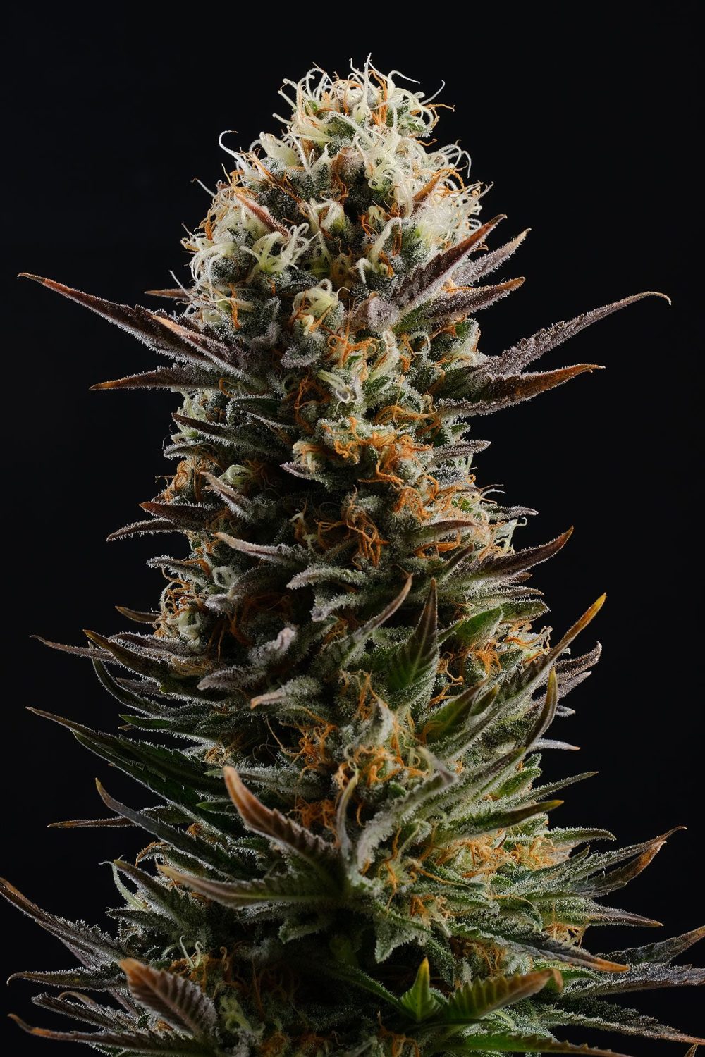 KABOOM FOTOPE FEM [PACK X3+2 SEMILLAS] [KANNABIA SEEDS]