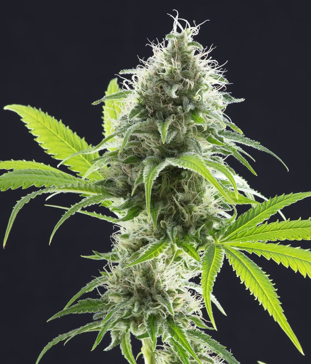 Kama Kush CBD FOTOPE FEM [PACK X3+2 SEMILLAS] [KANNABIA SEEDS]