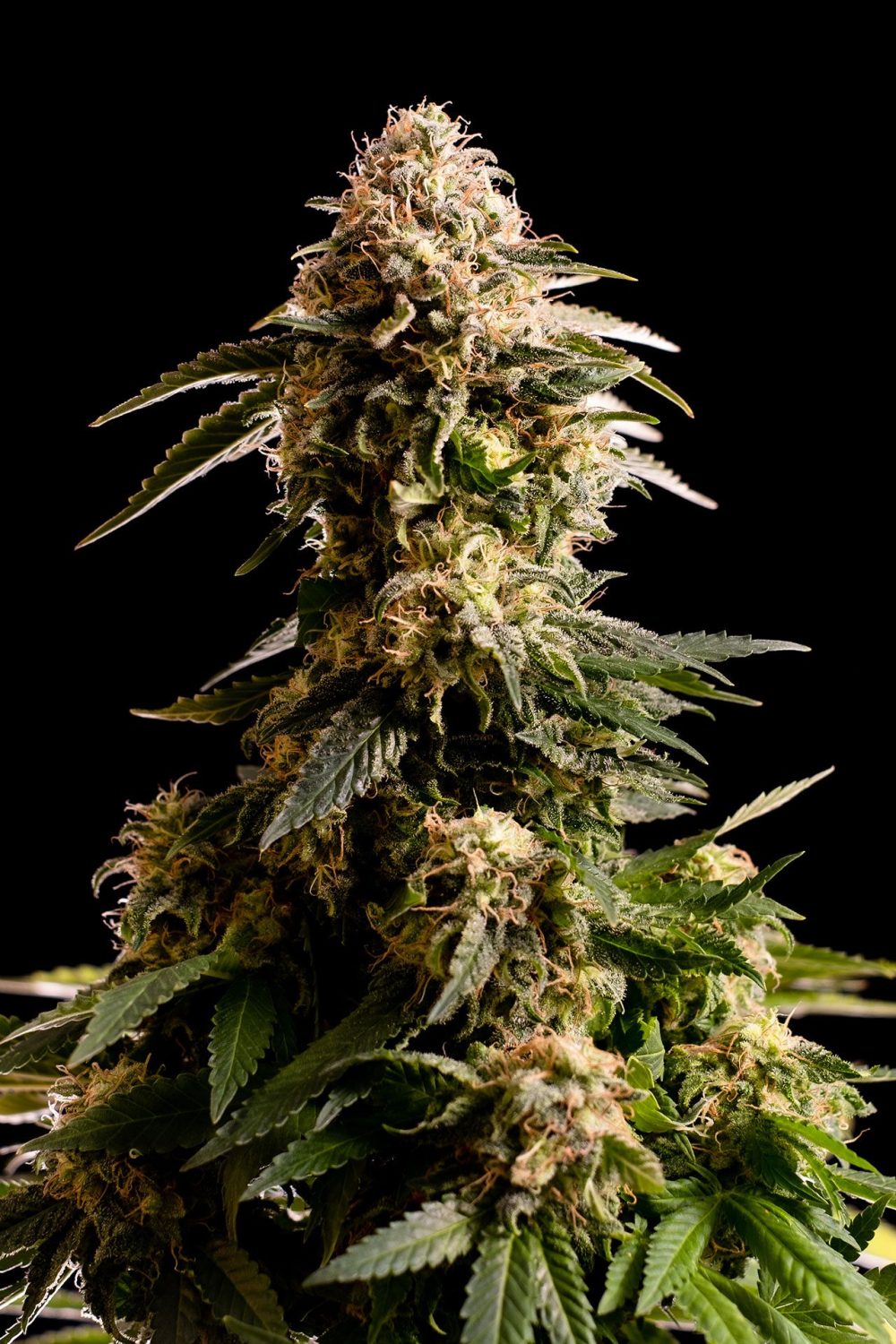 KISS FOTOPE FEM [PACK X3+2 SEMILLAS] [KANNABIA SEEDS]
