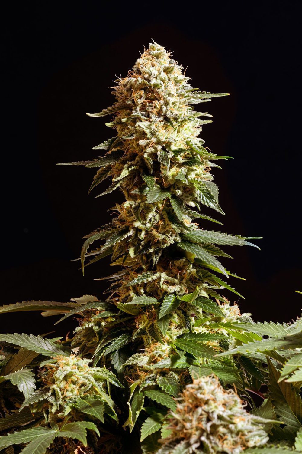 LA BLANCA FOTOPE FEM [PACK X3+2 SEMILLAS] [KANNABIA SEEDS]