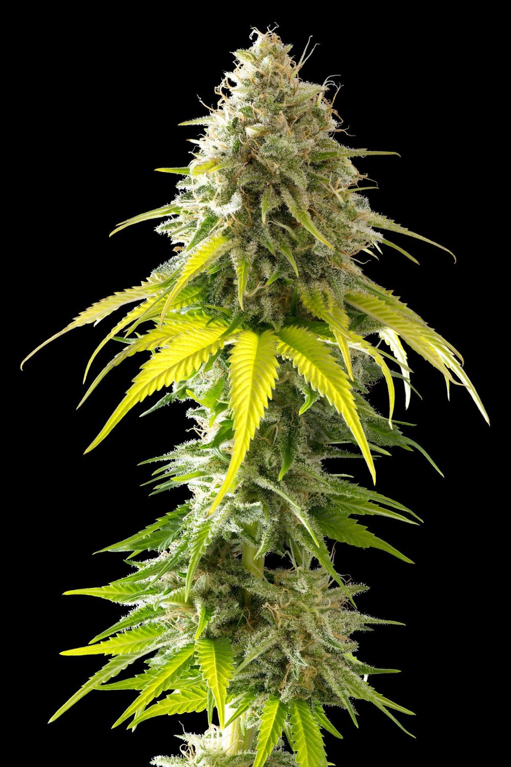 MATARO BLUE FOTOPE FEM [PACK X3+2 SEMILLAS] [KANNABIA SEEDS]