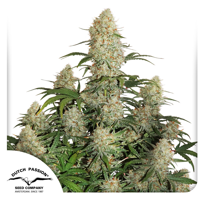 CRITICAL ORANGE PUNCH FOTOPE [PACK X3 SEMILLAS] [DUTCH PASSION]