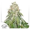 BANANA BLAZE FOTOPE [PACK X3 SEMILLAS] [DUTCH PASSION]