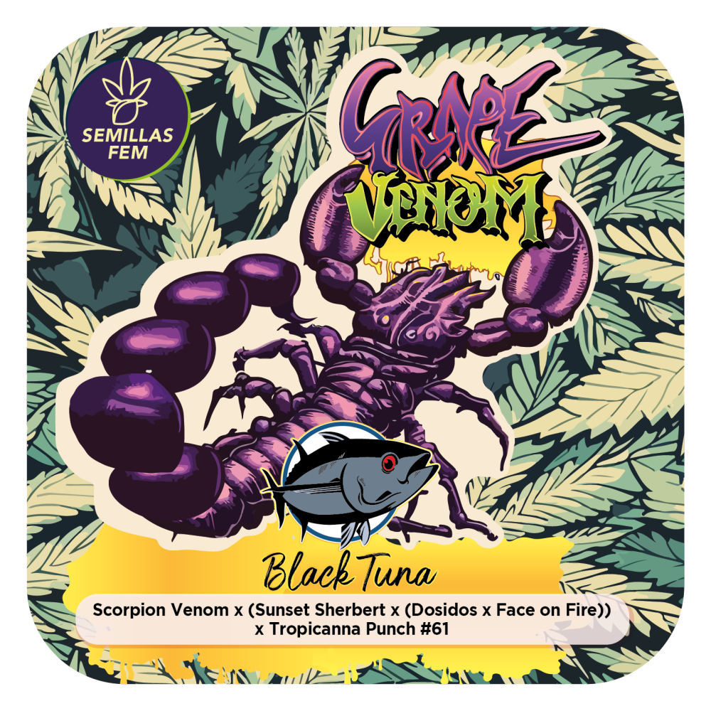 GRAPE VENOM FOTOPE [PACK X6 SEMILLAS] [BLACK TUNA SEEDS]