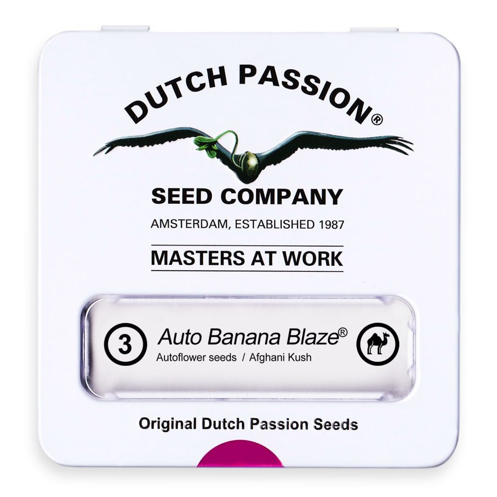 BANANA BLAZE AUTO [PACK X3 SEMILLAS] [DUTCH PASSION] - Imagen 2