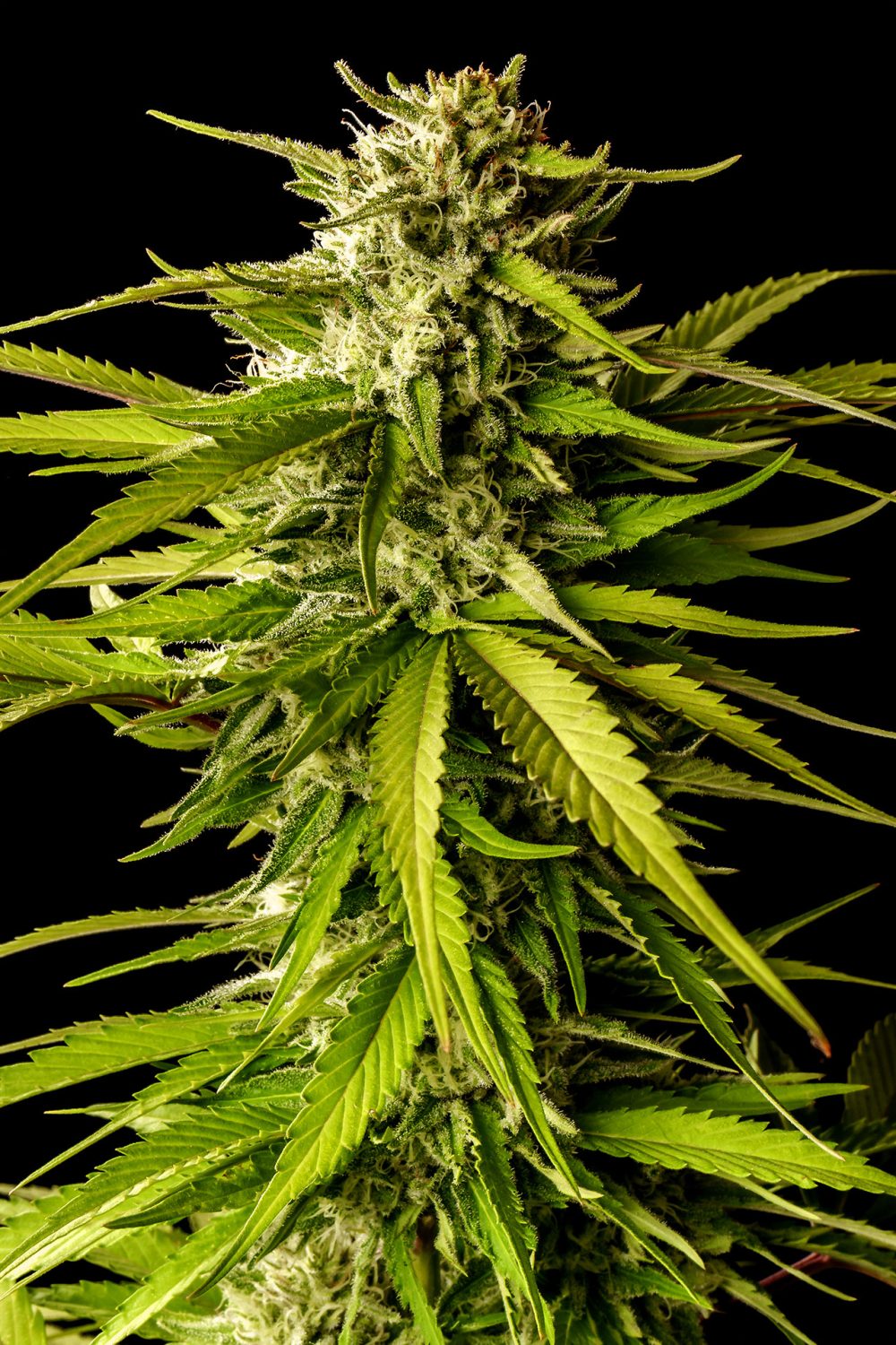 BREAK UP CAKE FOTOPE FEM [PACK X3+2 SEMILLAS] [KANNABIA SEEDS]