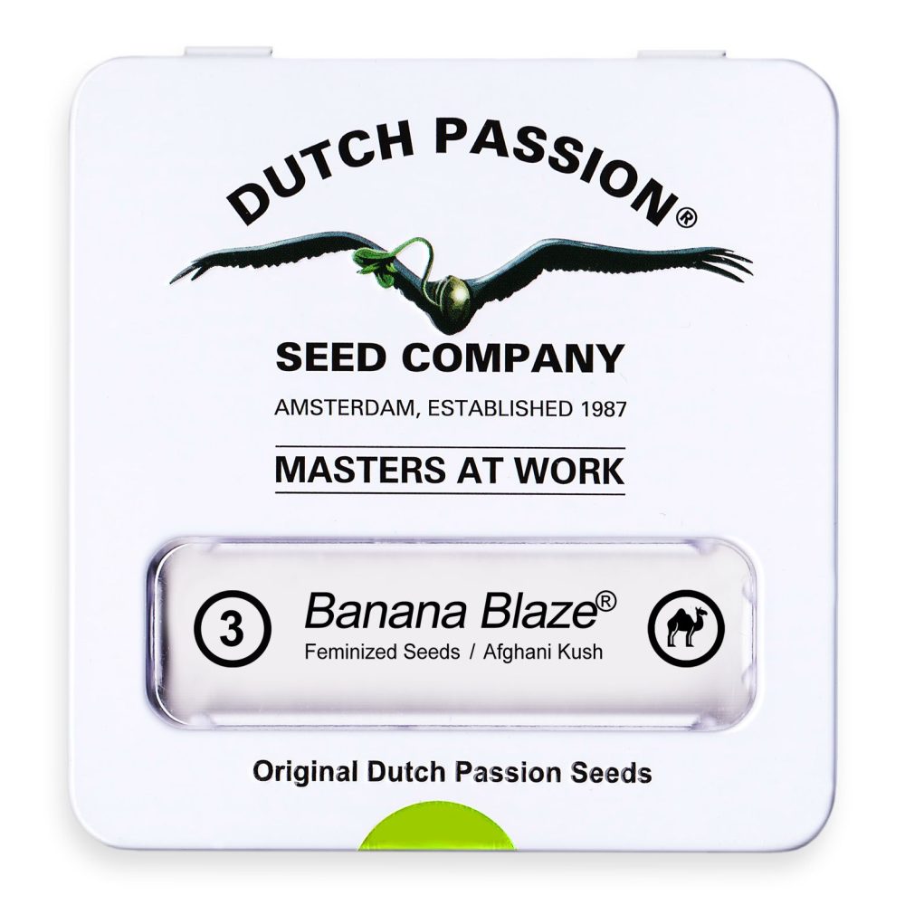 BANANA BLAZE FOTOPE [PACK X3 SEMILLAS] [DUTCH PASSION] - Imagen 2