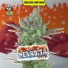 NEVADITA FOTOPE [PACK X4 SEMILLAS] [RIQUI GENETICS]
