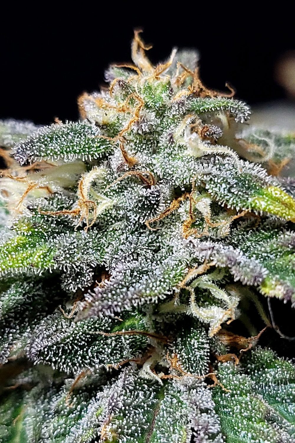 CHERRY DREAM EDITION FOTOPE FEM