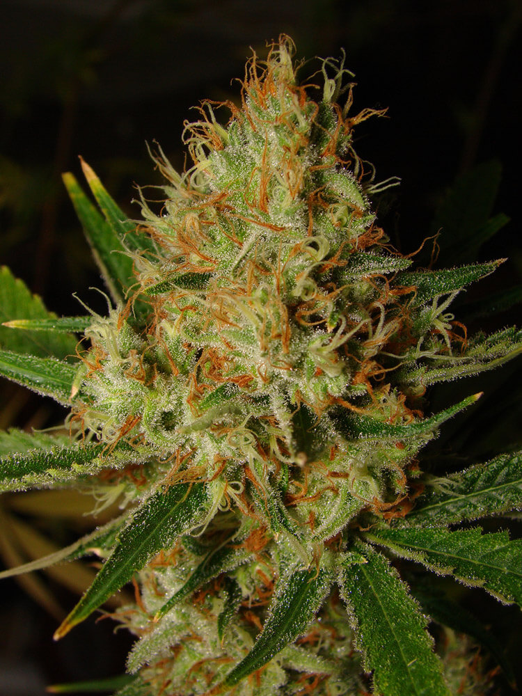LEMON BLUE CHEESE AUTO [PACK X5 SEMILLAS] [SILVER RIVER SEEDS]