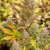 MAGNUM COOKIES AUTO [PACK X5 SEMILLAS] [SILVER RIVER SEEDS]