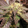 URKLE BUBBA FOTOPERIODICA FEM [PACK X5 SEMILLAS] [SILVER RIVER SEEDS]