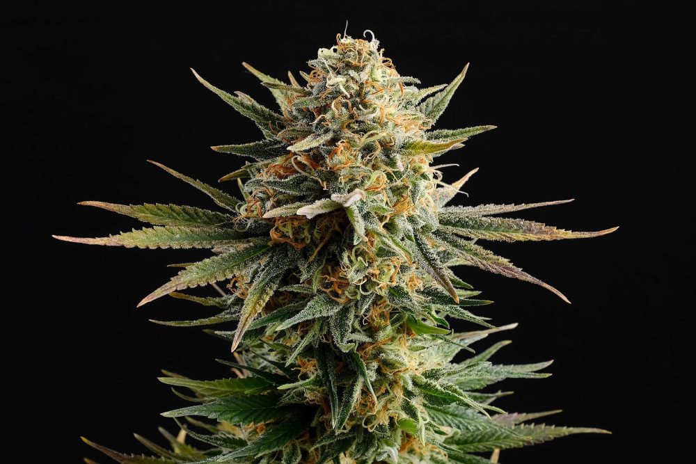 GYPSY KUSH FOTOPE FEM [PACK X3+2 SEMILLAS] [KANNABIA SEEDS]