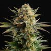 GYPSY KUSH FOTOPE FEM [PACK X3+2 SEMILLAS] [KANNABIA SEEDS]