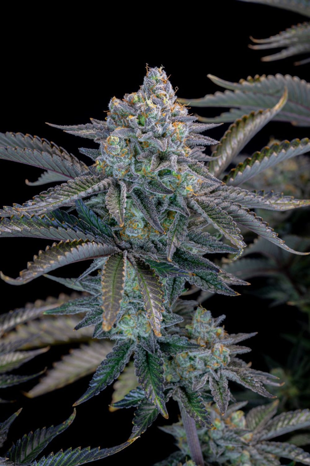BORA 1.8T AUTO [PACK X4 SEMILLAS] [LOYALTY GENETICS]