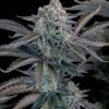 BORA 1.8T AUTO [PACK X4 SEMILLAS] [LOYALTY GENETICS]