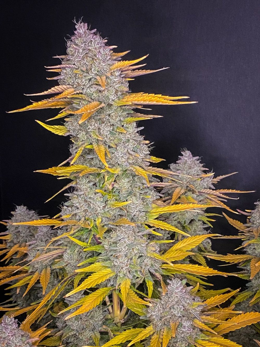 TOURBILLON FOTOPERIÓDICA FEM [PACK X4 SEMILLAS] [LOYALTY GENETICS]