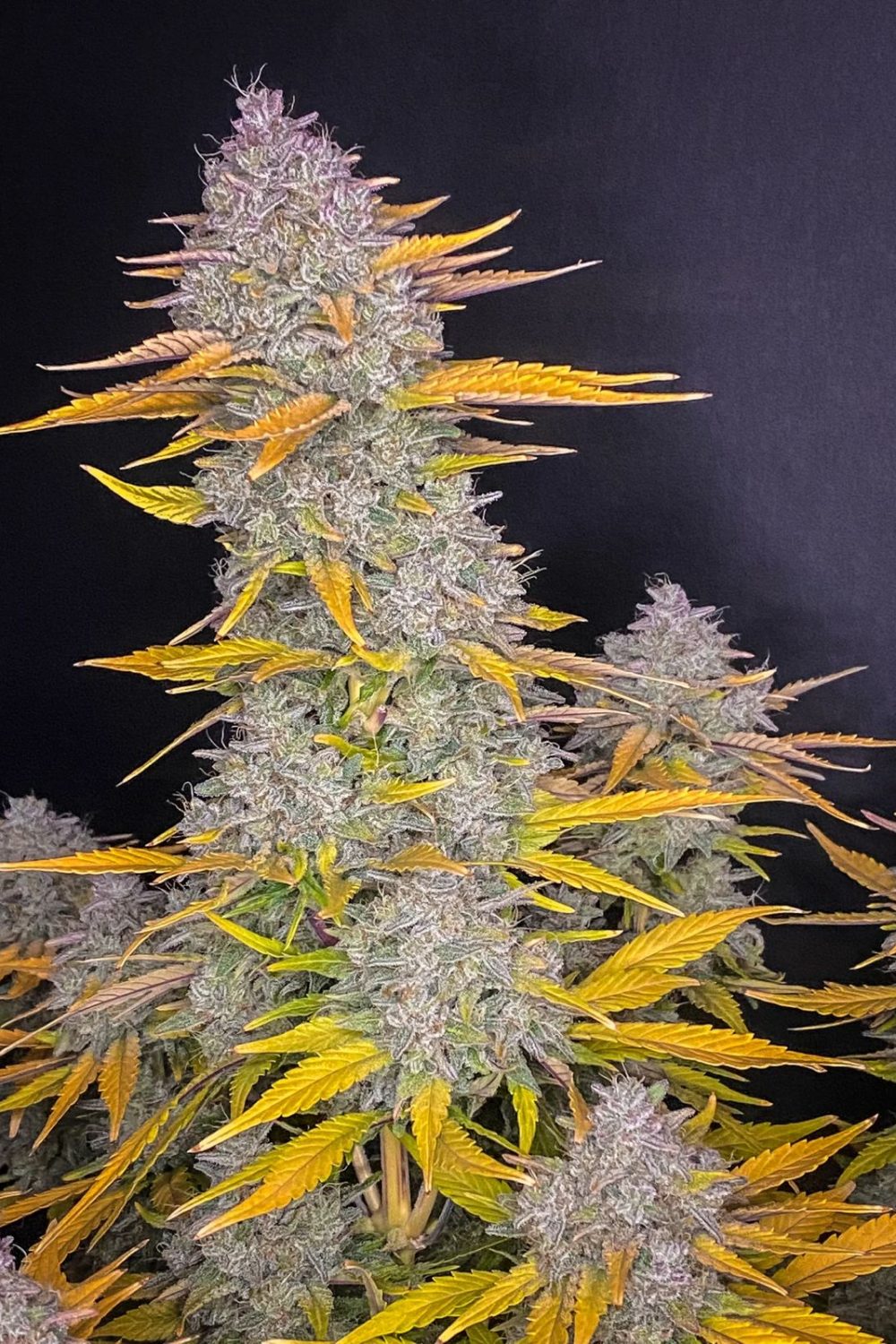 TOURBILLON FOTOPERIÓDICA FEM [PACK X4 SEMILLAS] [LOYALTY GENETICS]