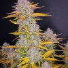 TOURBILLON FOTOPERIÓDICA FEM [PACK X4 SEMILLAS] [LOYALTY GENETICS]