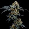 VENTO GLI AUTO [PACK X4 SEMILLAS] [LOYALTY GENETICS]