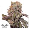 CANDY BUBATZ AUTO [PACK X3 SEMILLAS] [DUTCH PASSION]