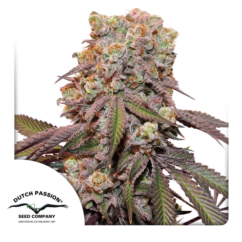CANDY BUBATZ AUTO [PACK X3 SEMILLAS] [DUTCH PASSION]
