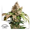 RED TROPICANA COOKIES AUTO [PACK X3 SEMILLAS] [DUTCH PASSION]