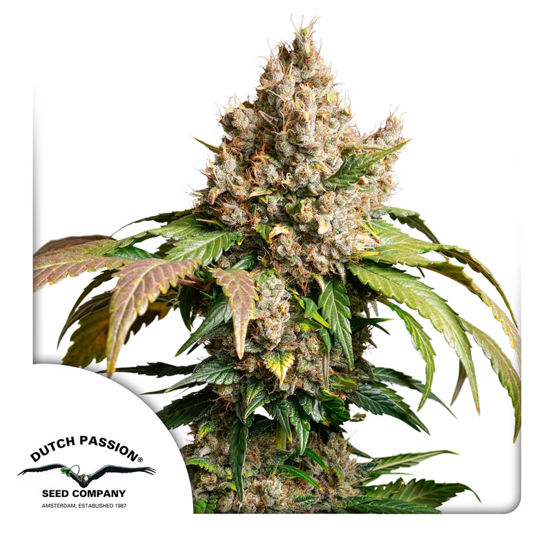 RED TROPICANA COOKIES AUTO [PACK X3 SEMILLAS] [DUTCH PASSION]
