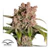 STRAWBERRY SODA AUTO [PACK X3 SEMILLAS] [DUTCH PASSION]