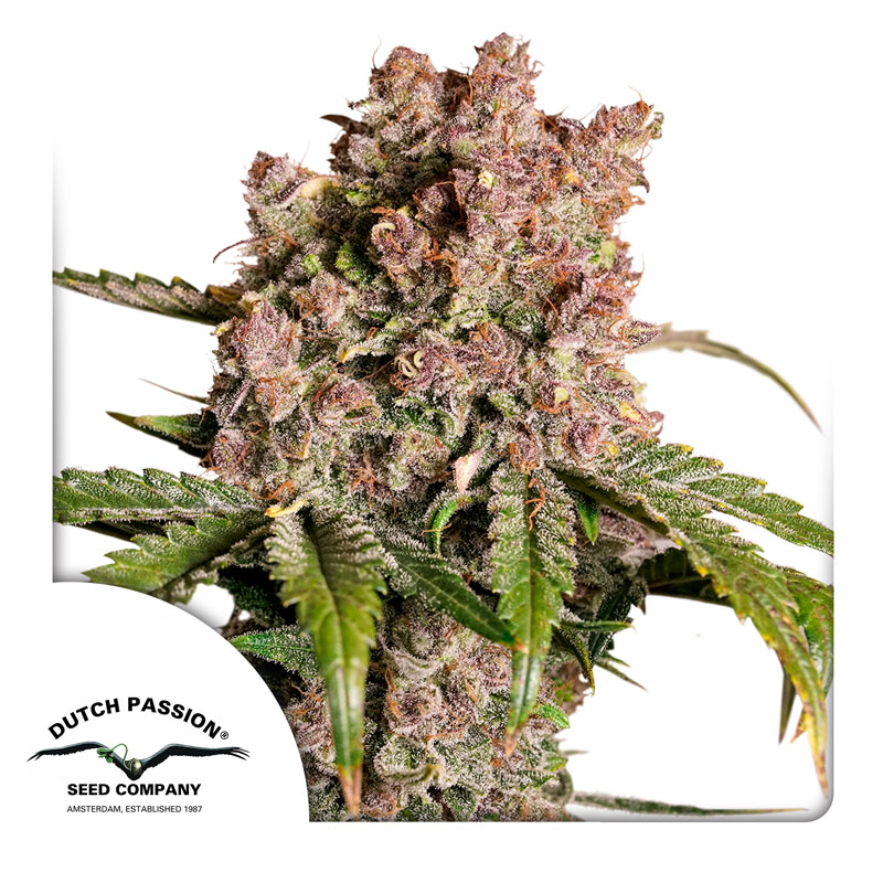 STRAWBERRY SODA AUTO [PACK X3 SEMILLAS] [DUTCH PASSION]